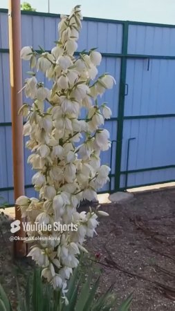 ИЗУМИТЕЛЬНОЕ ВЕЛИКОЛЕПИЕ ДЛЯ ВАС Юкка нитчатая (Yucca filamentosa) #yucca #юкка #relaxinghangdrums