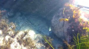 Охота на осьминога - spearfishing octopus gopro
