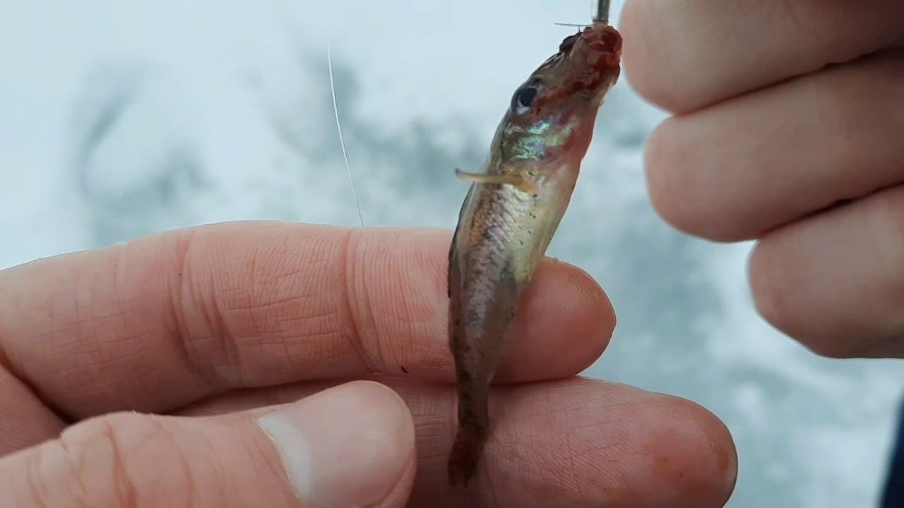 Таких мелких ершей я еще не видел. Ловим живца. Ставим самоловки. Опробываю балансиры. Часть 1 смотреть онлайн