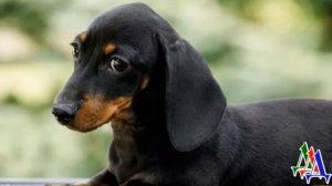 Привязали БЕДНЯЖКУ и оставили, а СОБАКА сидела и терпеливо ЖДАЛА...