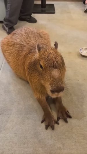 ВИДЕОЗАЛИПАЛКА животные_9