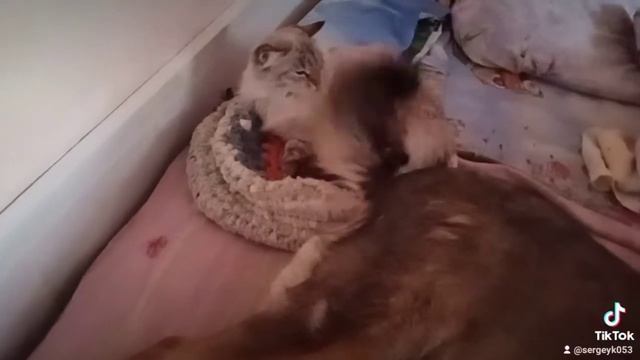 Кошка в шоке от собаки смотреть онлайн