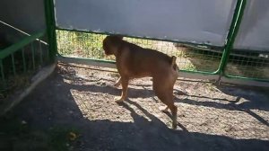 Собака боксер охраняет двор. Boxer dog guarding the yard. 拳師犬守著院子。 庭を守っボクサー犬。