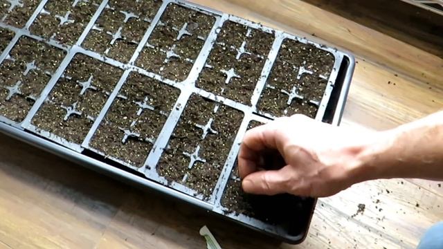 How & When to Start Strawberry Seeds Indoors for Maximum Germination & First Year Berry Production