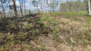 2023 год Август. Большой Кумикуш. 07