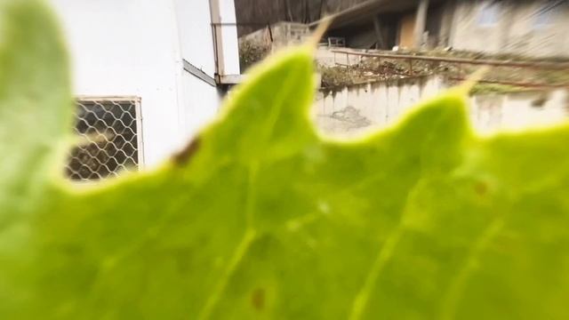 с. Агой. Остались вопросы 📲 +7(966)777-66-72
#риелтортуапсе #домуморя#участокуморя
#квартирауморя