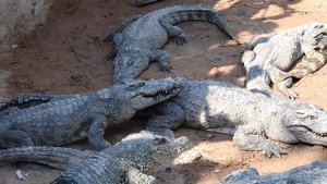 crocodile and chicken in Cambodia. Крокодилы в Камбоджа