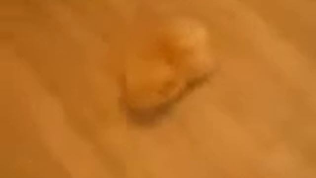 шпиц медвежонок