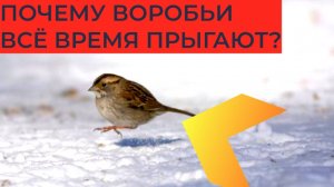 Почему воробьи передвигаются прыжками? Неужели они не умеют ходить?