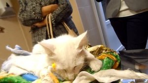 Камыши-кошка-состояние критическое (((