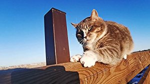 Щенячий Патруль Поёт Котёнок Котэ - Цыплёнок Цыпа Цып