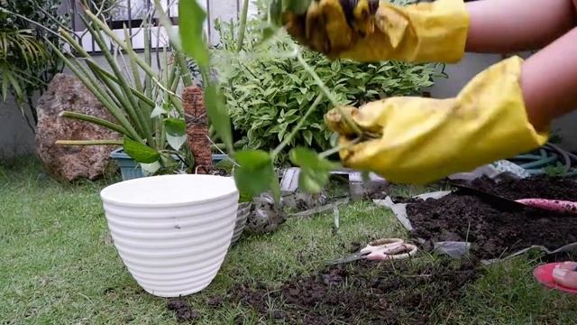 Repotting and Propagating my Golden Pothos (Epipremnum Aureum) смотреть онлайн