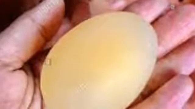 Poultry farming, factors affecting egg production in layer chicken farming episode 1