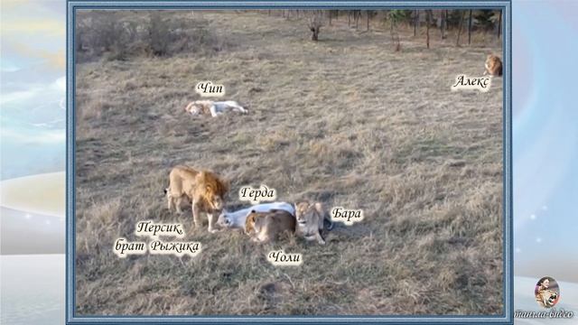 Легенды Тайгана. Львица Бара. Архив 2015-2017гг. смотреть онлайн