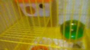 Стоит, ли покупать хомяков на рынке?