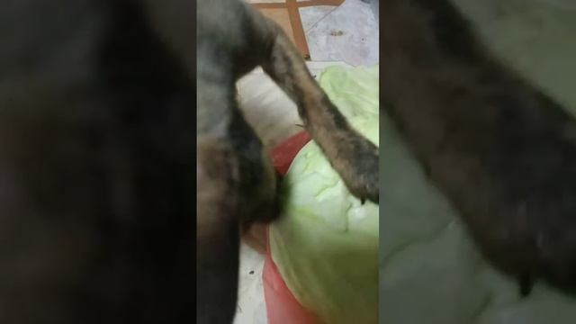 Yummy!! Буся впервые увидела капусту. Нам 2 месяца