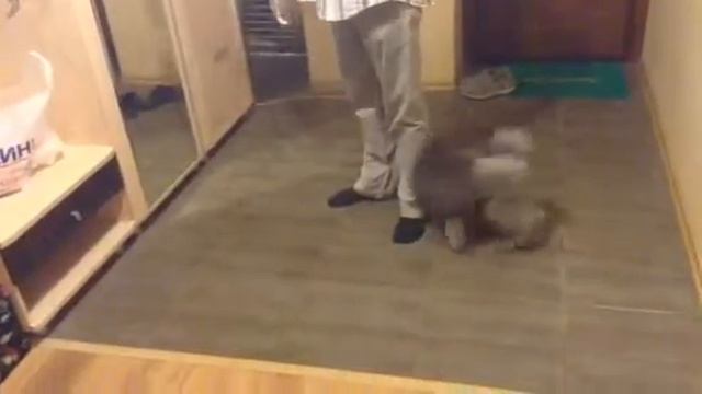 Виля и Серега Куклачев смотреть онлайн