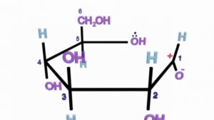 Утворення альфа-глюкози, бета-глюкози, перетворення. Formation of alfa glucose, beta glucose