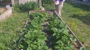 уход за клубникой. подсыпаю золой.