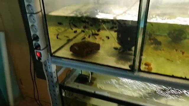 Оставляю разводню на неопределённый срок на самовыживание