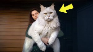 Женщина Усыновила Гигантского Кота – Когда Она Принесла Его К Ветеринару, То Сказала Мне Очень Жаль