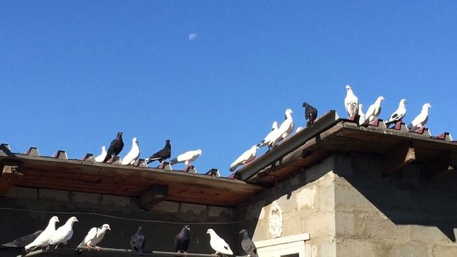 #Pigeon.Подмена ценностей -Век небо не видать.