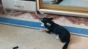 О-о-о-чень жадная и ревнивая собака