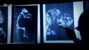 Terra X Die geheime Entdeckung - Das Fossil und seine Botschaft - Darwinius masillae