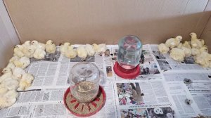 Бройлеры на мясо, первые потери