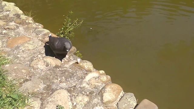Голодные мальки . Парк сосновый бор. Черкассы смотреть онлайн