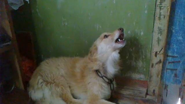 пёс злиться когда его обзывают! смотреть онлайн