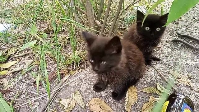 Бездомные котята