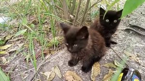 Бездомные котята