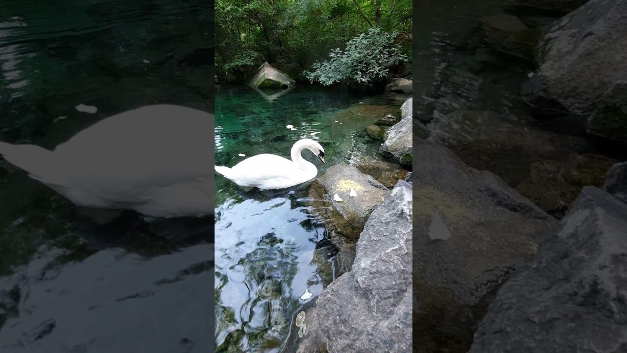 Look at how the swan eats. Moistens the food with water / Посмотрите как лебедь ест. Смачивает еду смотреть онлайн