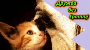 Секрет их дружбы: Лошадь и Кошка.