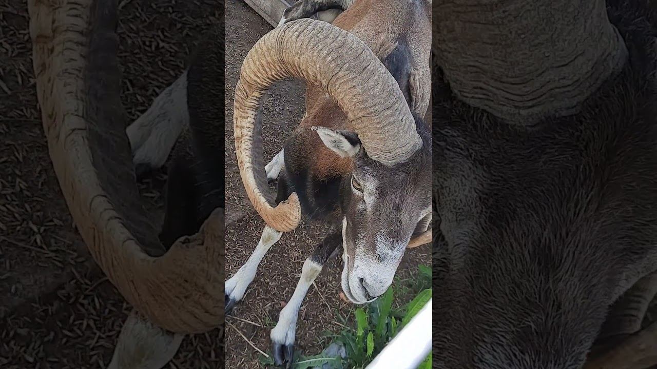 тур смотреть онлайн