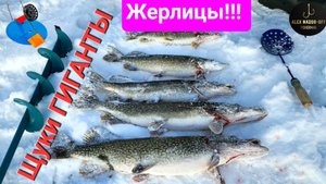 Лов ЩУКИ-ГИГАНТА на жерлицу (карасик). Щуки ДОФИГА! Погода - пурга и солнце!