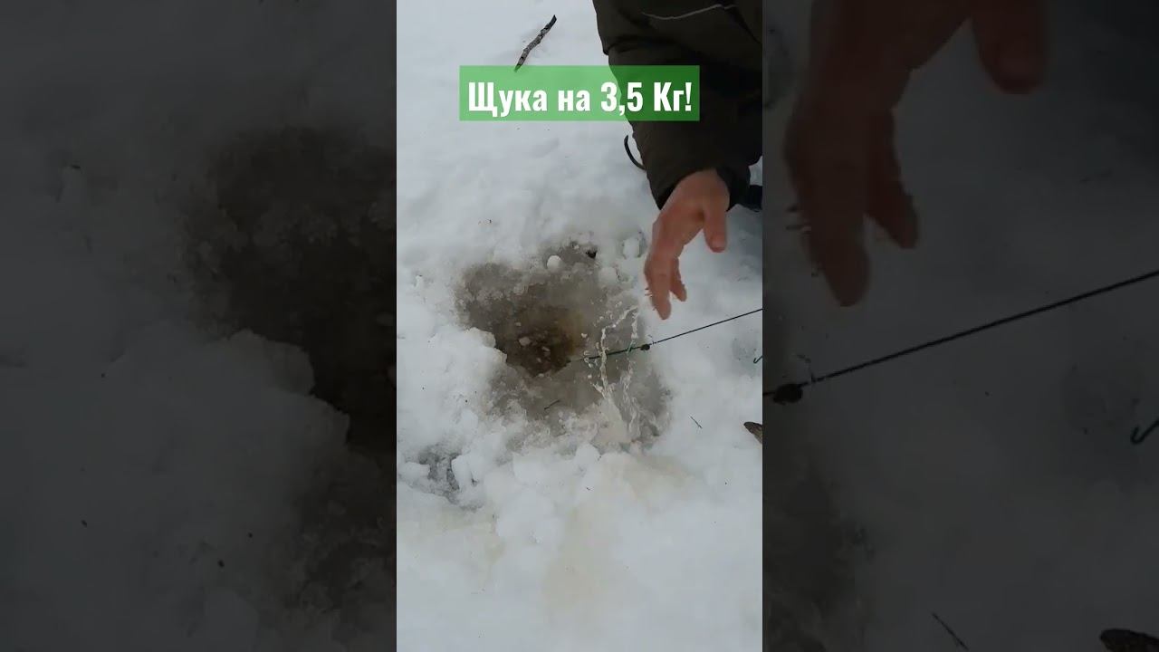 щука на 3.5 кило папалась на самоловку #щука #рыбалка #трофейнаящука смотреть онлайн