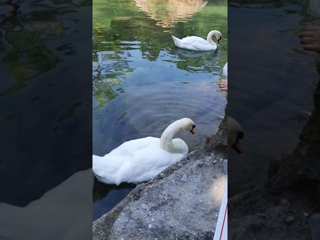 she stroked the swan's head /погладила лебедя по голове смотреть онлайн