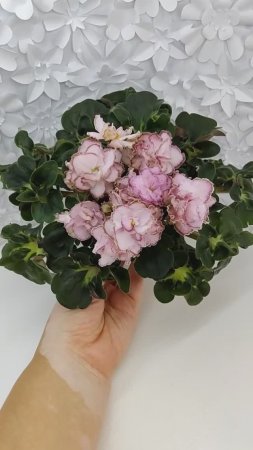Фиалка АВ-Капучино