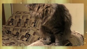 Обсмеешься! Кошки играют!