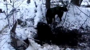 Охота на хорька