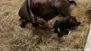 Horse giving birth | The whole process | Detailed with every sign and stages through the labour