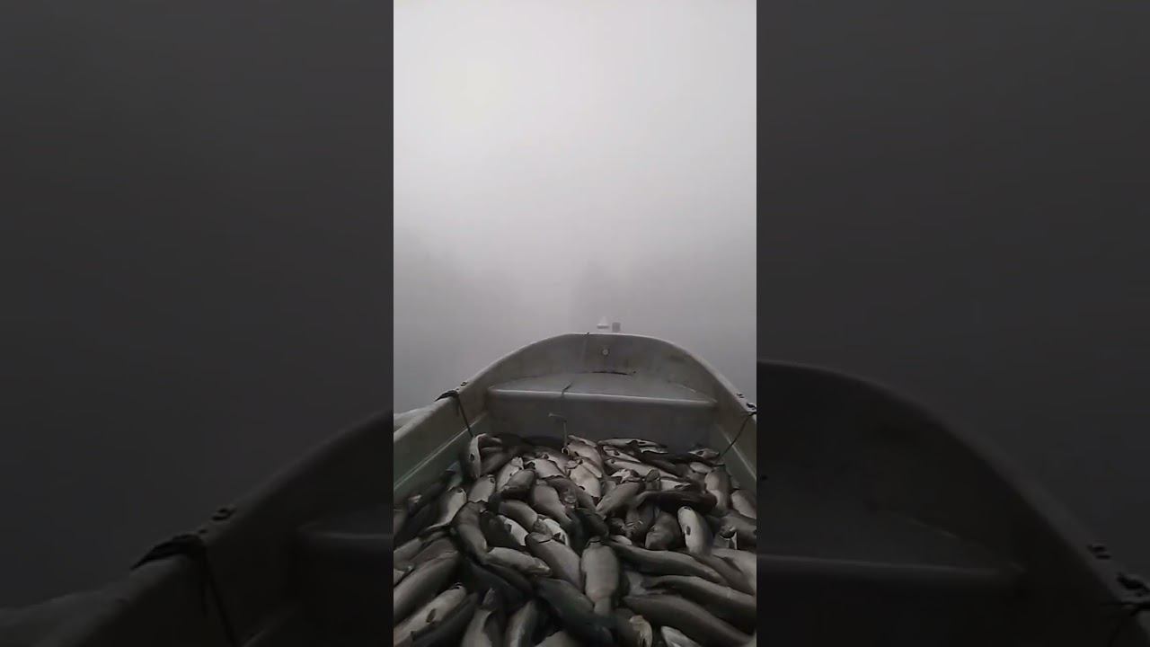 А рыба все едет и едет смотреть онлайн