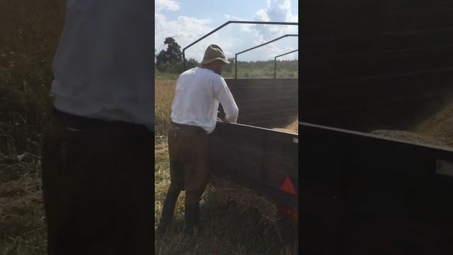 Уборка наших зерновых . смотреть онлайн