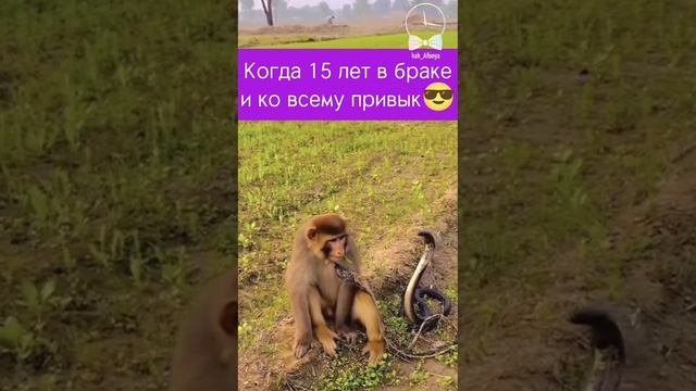 #юморжизни