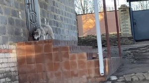 КАПЕЦ СПРУНКИ ВЕНДА!! ОНА ПРИШЛА!!(Хаски Энигма)