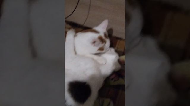 Мои коты обнимаются