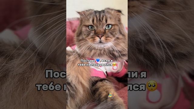 Для вас❤️мои любимки😻 #котики #милота #животные