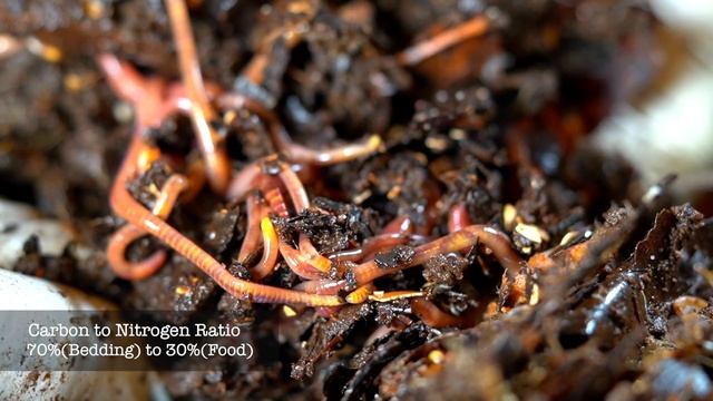 How to Cool Off your Worm Bin (2023) смотреть онлайн